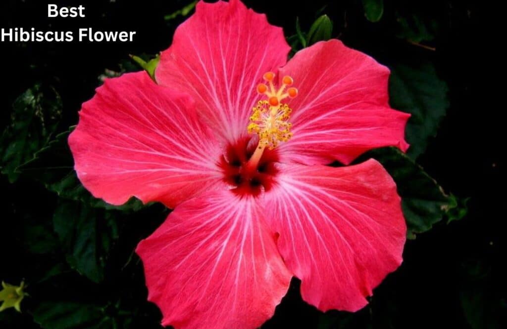 Best Hibiscus Flower