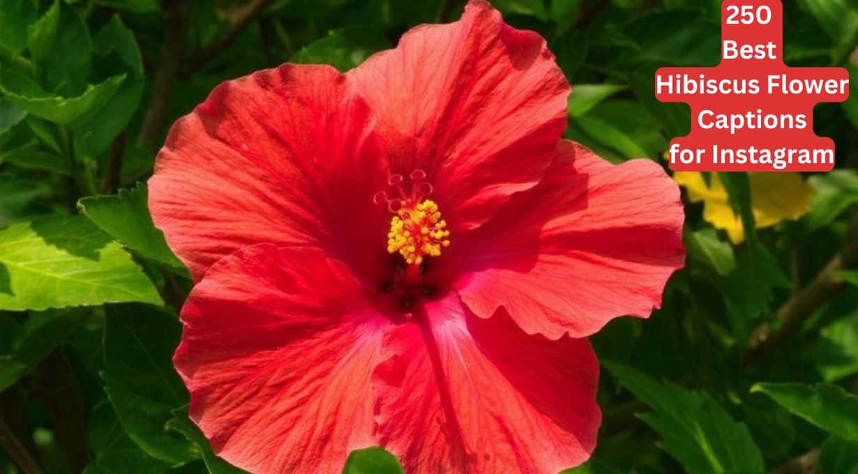 250 Best Hibiscus Flower Captions for Instagram